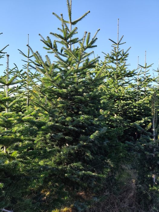 Choinki - Jodła Kaukaska idealna na święta