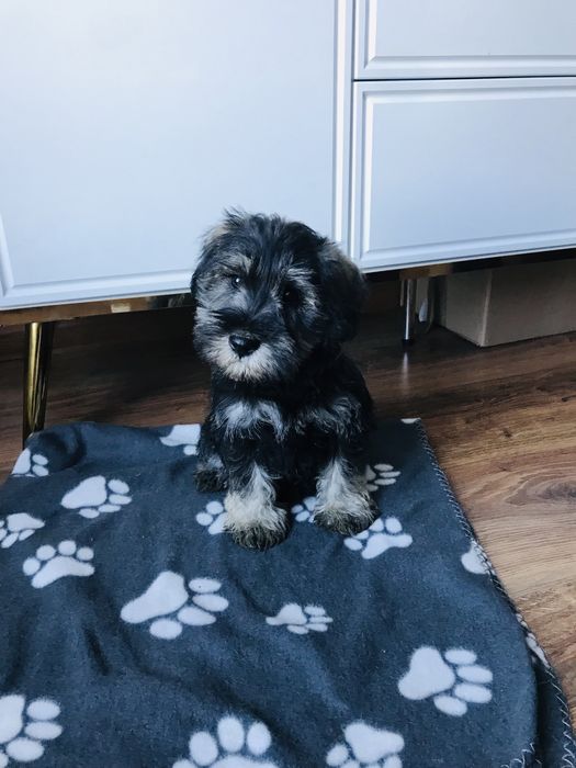 Sznaucer miniaturowy