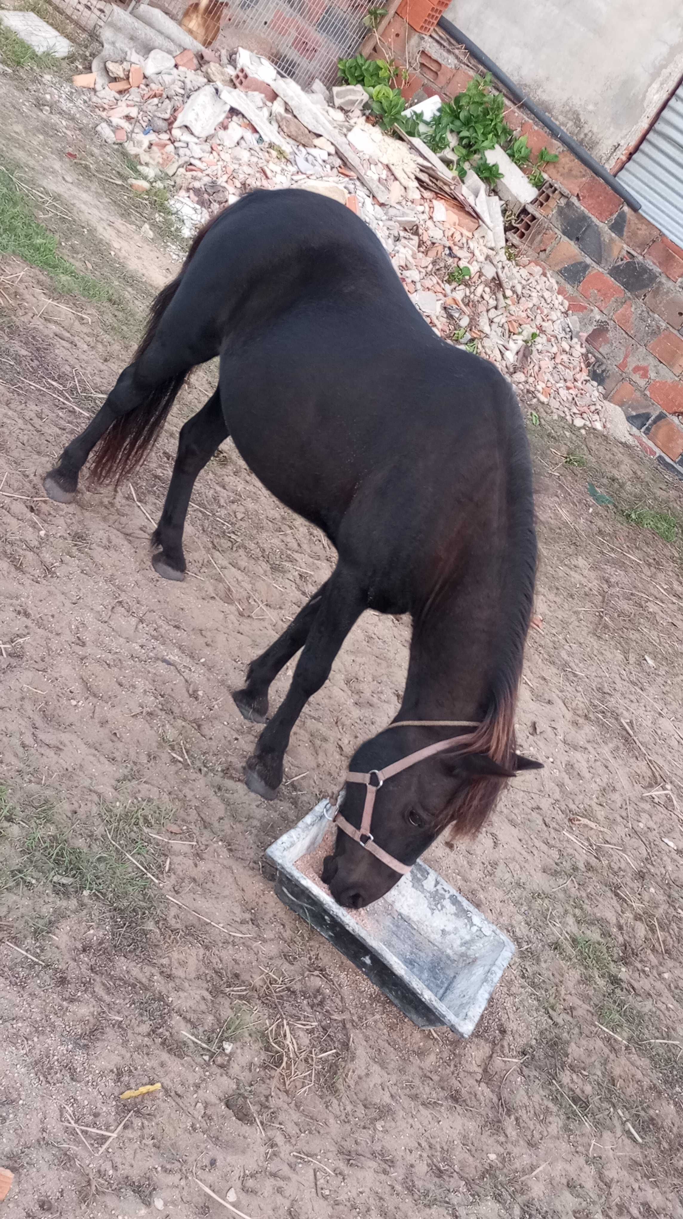 Pônei fêmea cheia valor fixo