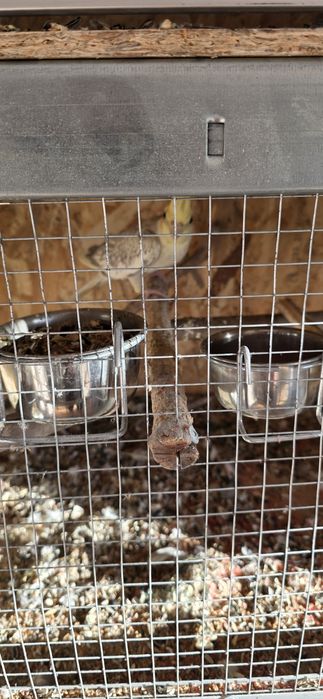 Sprzedam parke nimfy