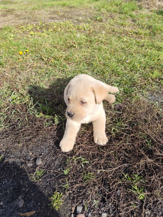 Labrador biszkoptowy