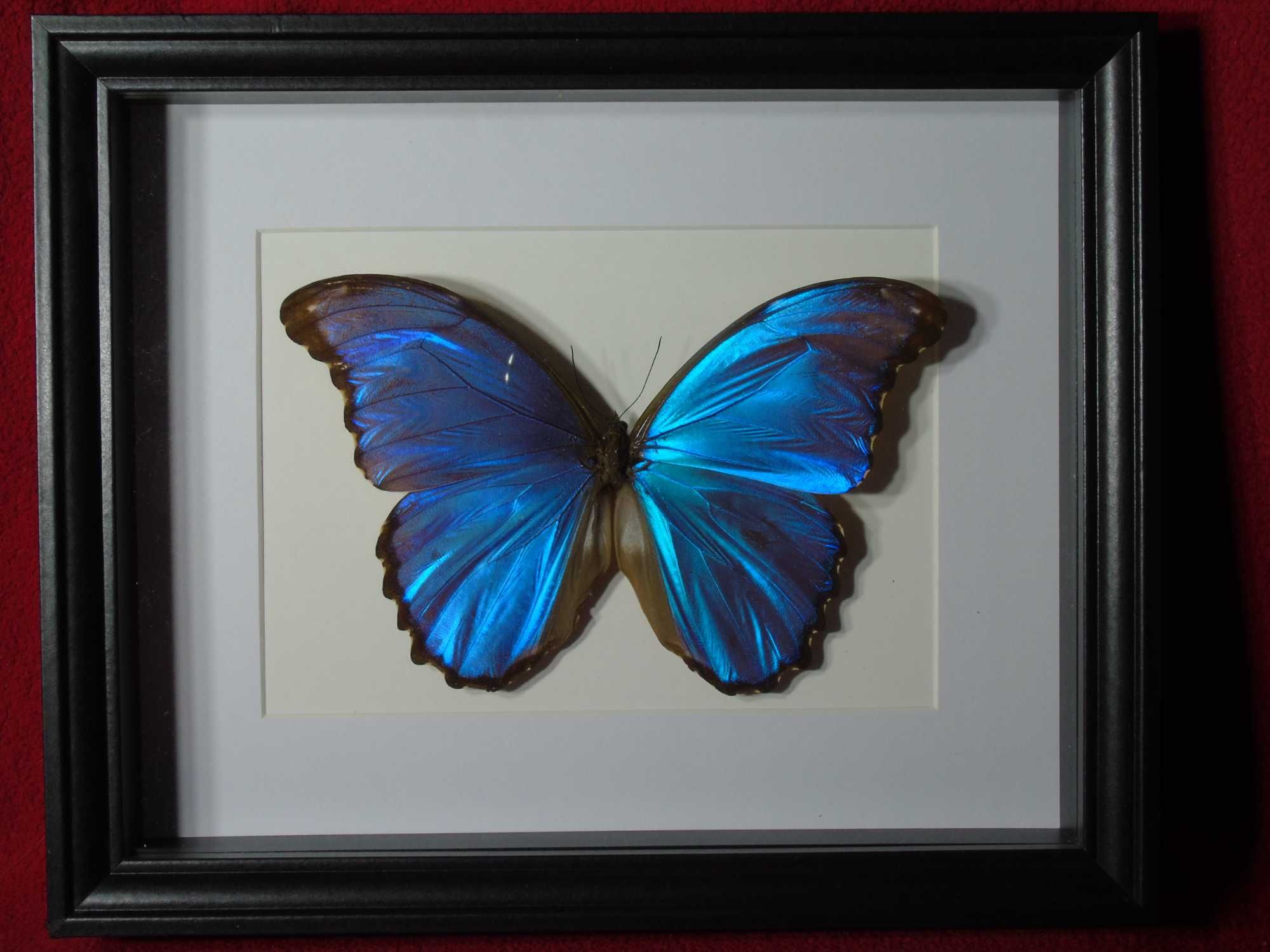 Motyl w ramce / gablotce 27 x 22 cm . Morpho godartii tingomariensis .