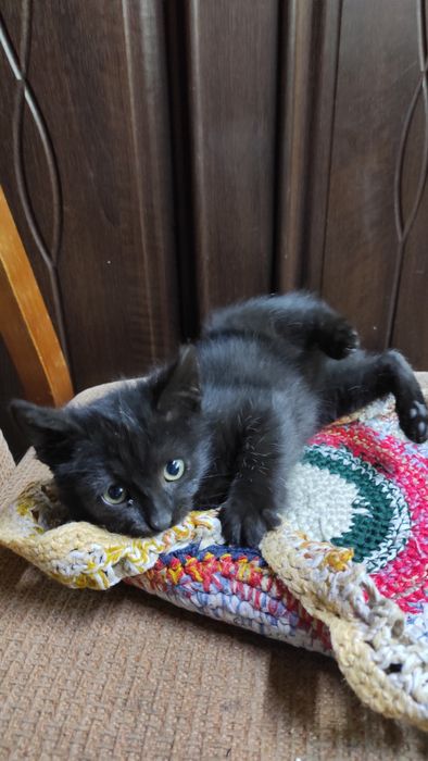 Віддам котиків у добрі руки