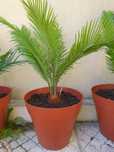Palmeiras Cycas Revoluta