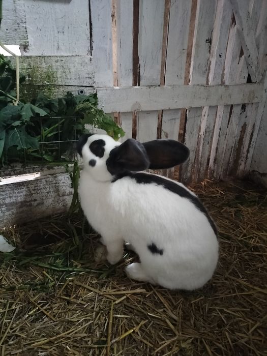 Królik srokaty i mieszane