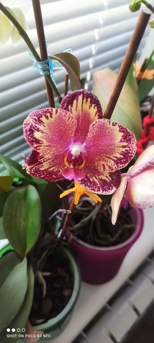 Продам взрослую домашнюю орхидею Биг Бен