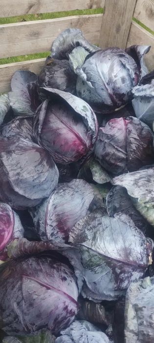 Sprzedam czerwoną kapustę