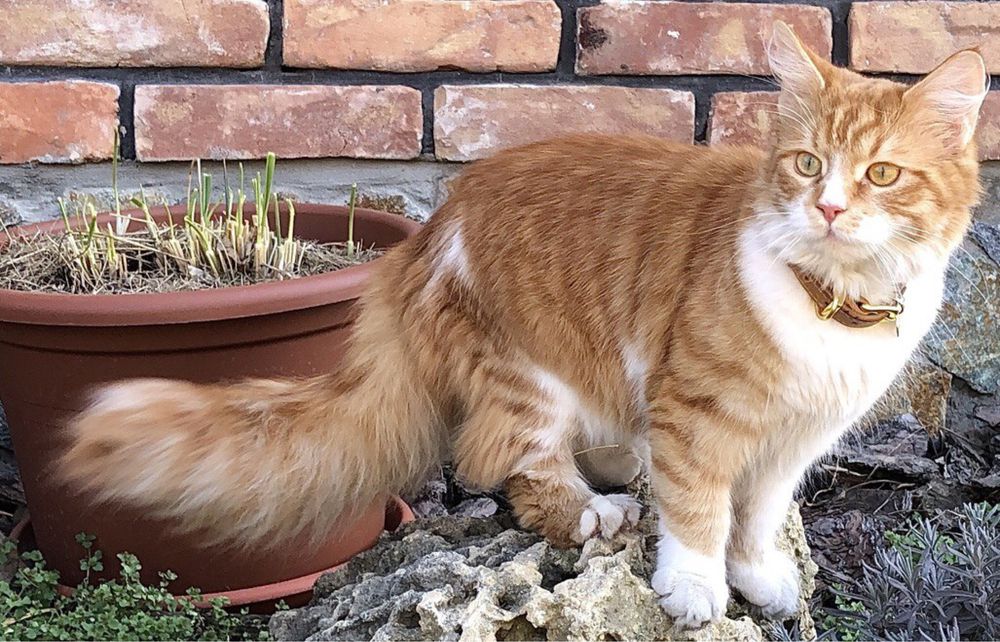 Потерялась/пропала кошка