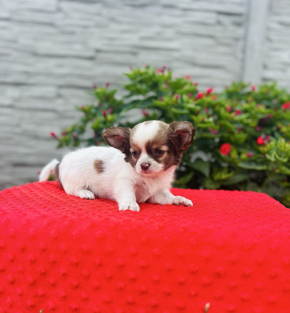 Piesek chihuahua dlugowlosa z metryka FCI ZKwP