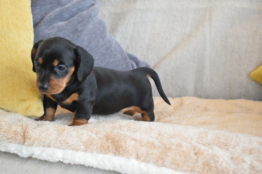 Teckel fêmea disponível