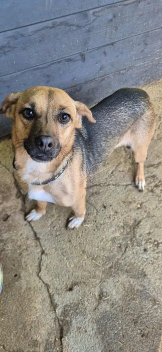 Do adopcji cudowna sunia