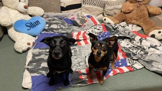 Oddam dwa śliczne pieski