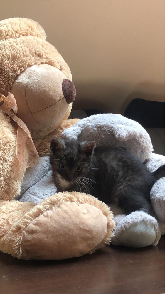Dymna 9 tyg. kotka do adopcji