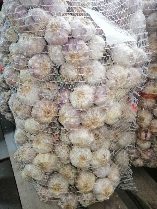 Czosnek Harnaś Wysyłka