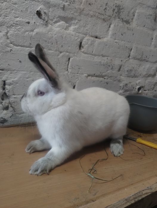 Samice kalifornijskie