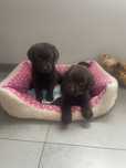 Labrador retriver-szczeniak REZERWACJA!