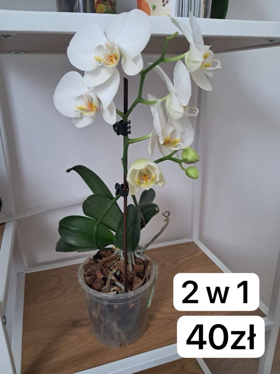 Storczyki. phal.