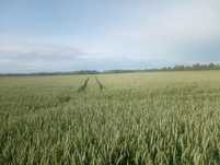 Sprzedam przenice