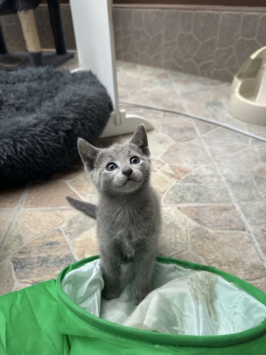 Kotka Iris Magnum Opus*PL rosyjski niebieski do odbioru 22 listopad