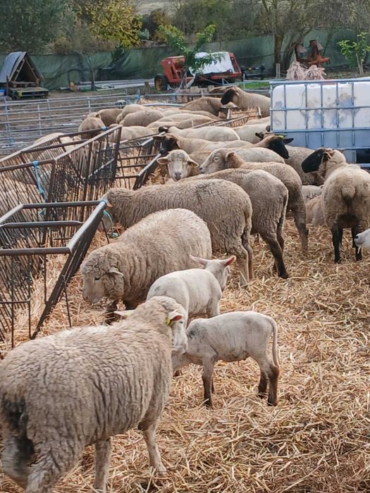 Vendo 125 Ovelhas