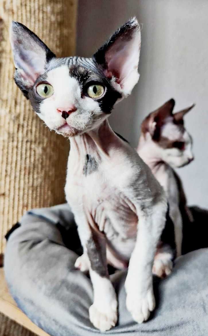 BAJKA - słodziara devon rex