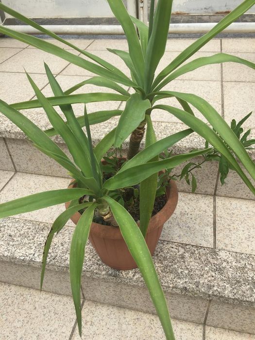 Yuca e mini tomateiro de jardim em vaso de plástico