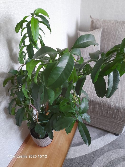 Sadzonki hoi Multiflory