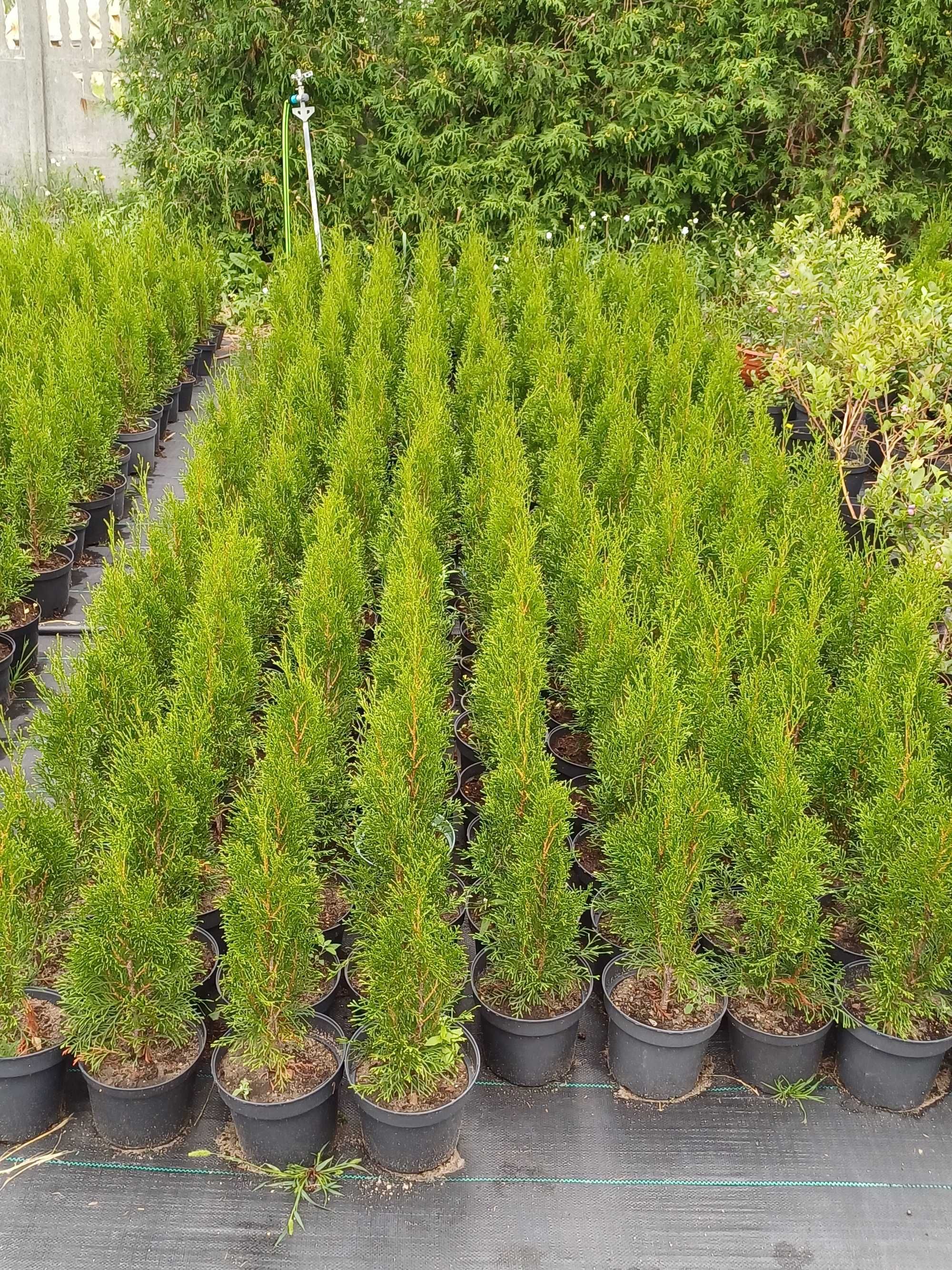 Tuje Szmaragd Thuje Tuja Smaragd Thuja 50-100cm