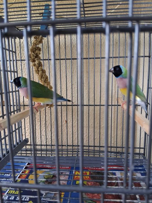 Diamantes gould 2025 , Bengalins  e Mandarins