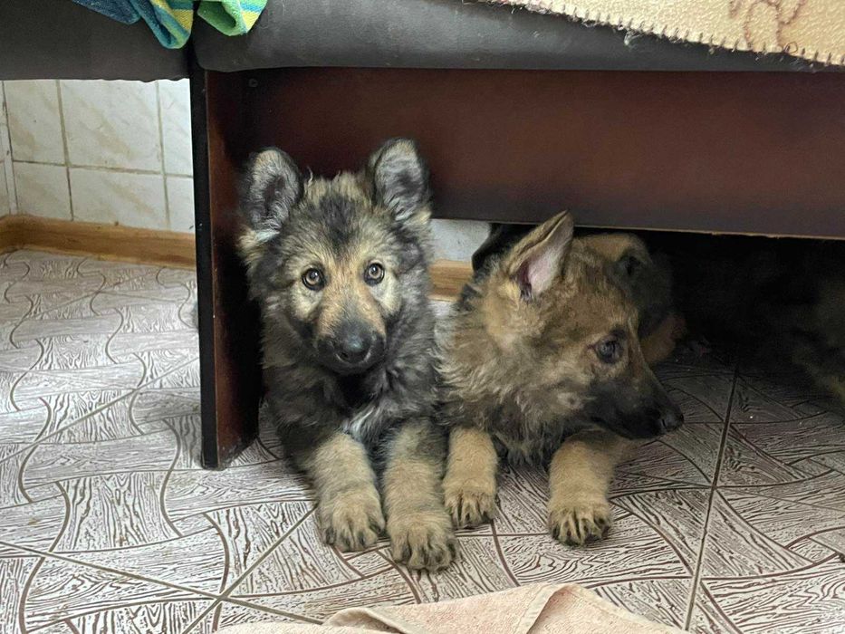 Щеночки немецкой овчарки