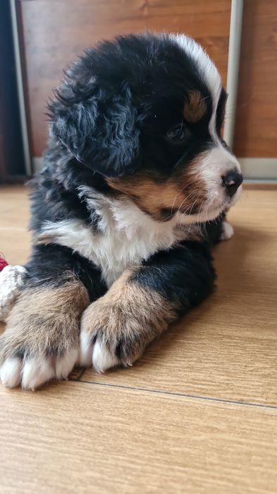 Szczeniaki berneński pies pasterski drugi miot