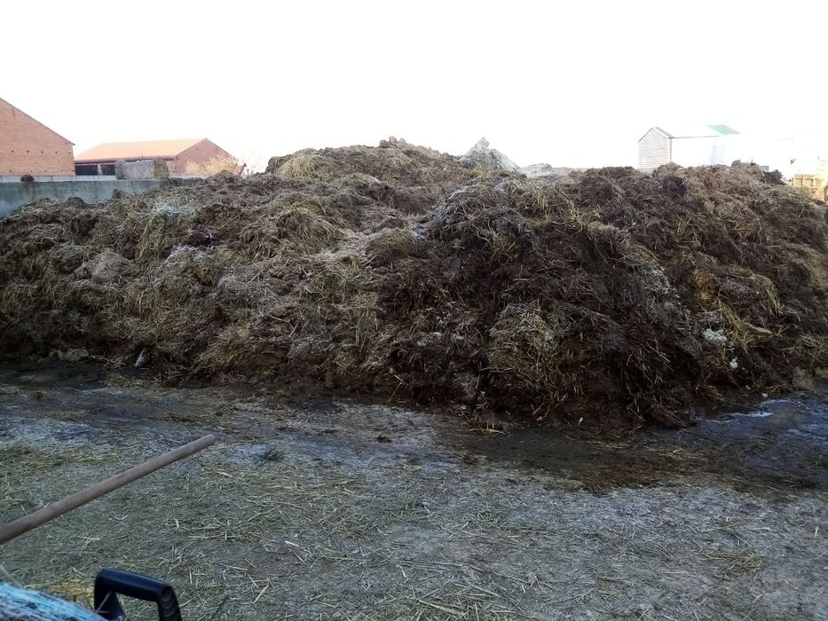 Sprzedam Obornik bydlęcy