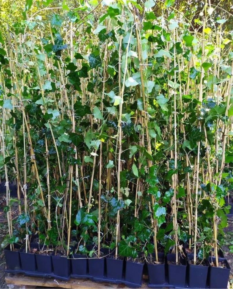 Bluszcz zimozielony hedera helix 200-300 cm pojedyńczy pęd