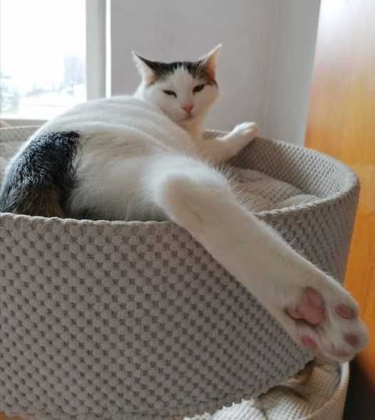 Tommy poleca się do adopcji !