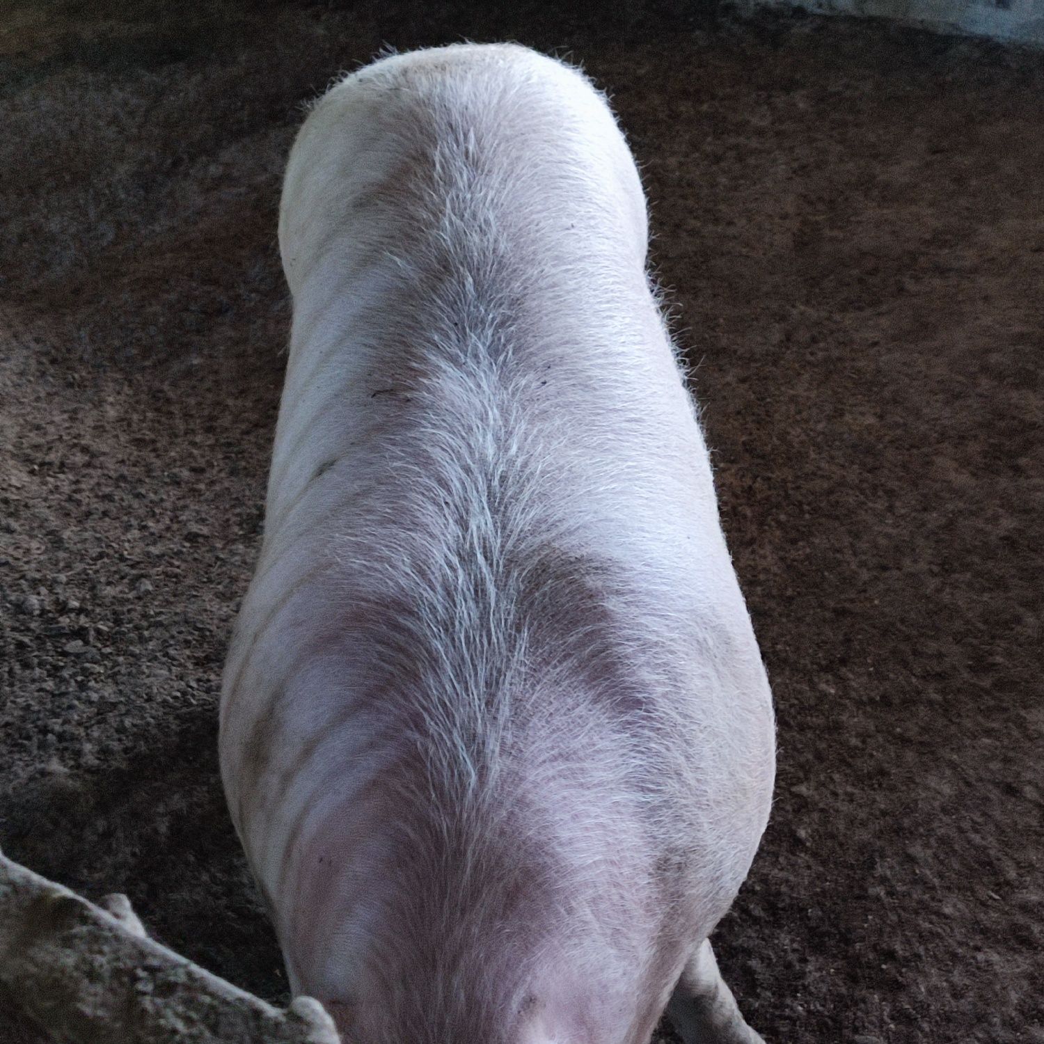 Свині живою вагою 160/180/200 кг.