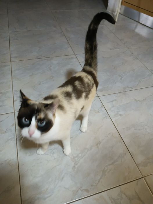 Oferece duas gatinhas siamesas brancas com 4 anos