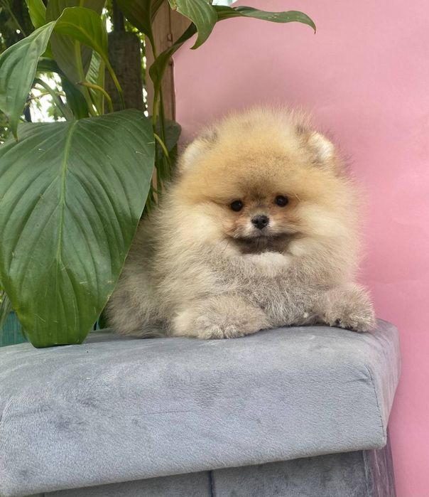 Мальчик красавчик vip