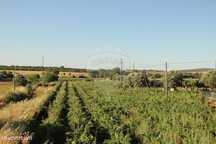 Terreno  para venda