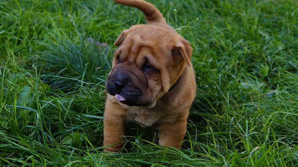 Eter Shar pei, szczenięta,  rudy samiec z rodowodem,rodzice import FCI