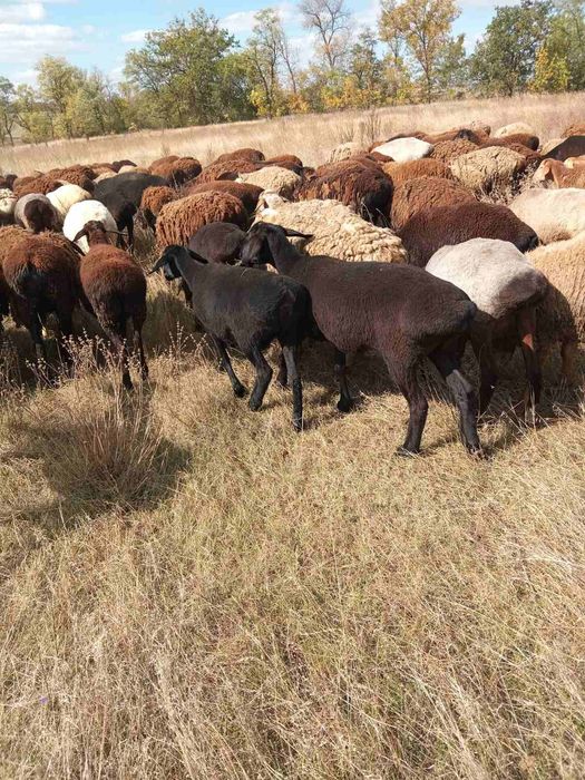 Продам курдючних вівцематок