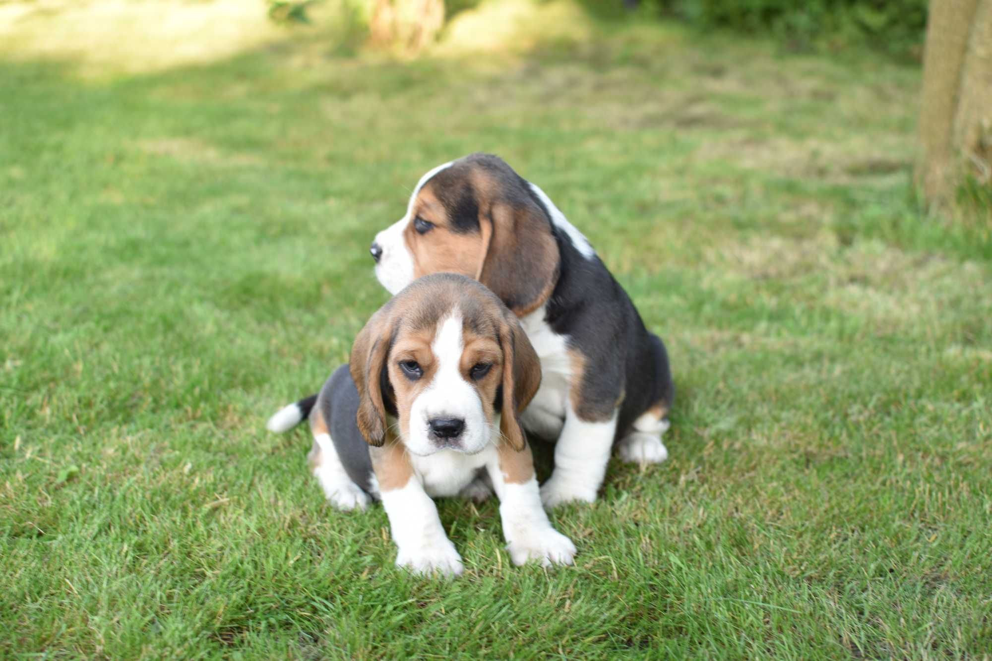 Beagle, piesek z rodowodem