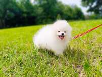 Pomeranian Szpic, z dokumentami FCI
