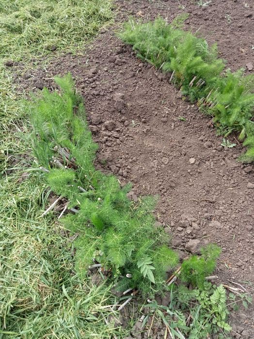 Саженцы Фенхеля обыкновенного "Сладкий укроп"