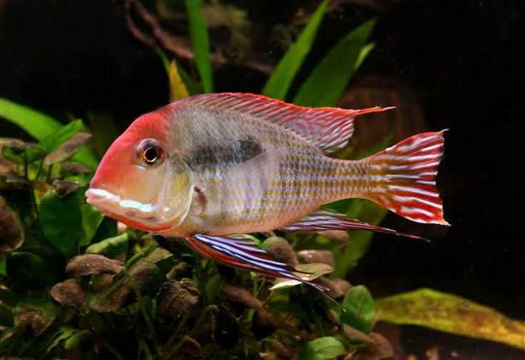 Ziemiojad RED HEAD TAPAJOS - Geophagus - dowóz, wysyłka