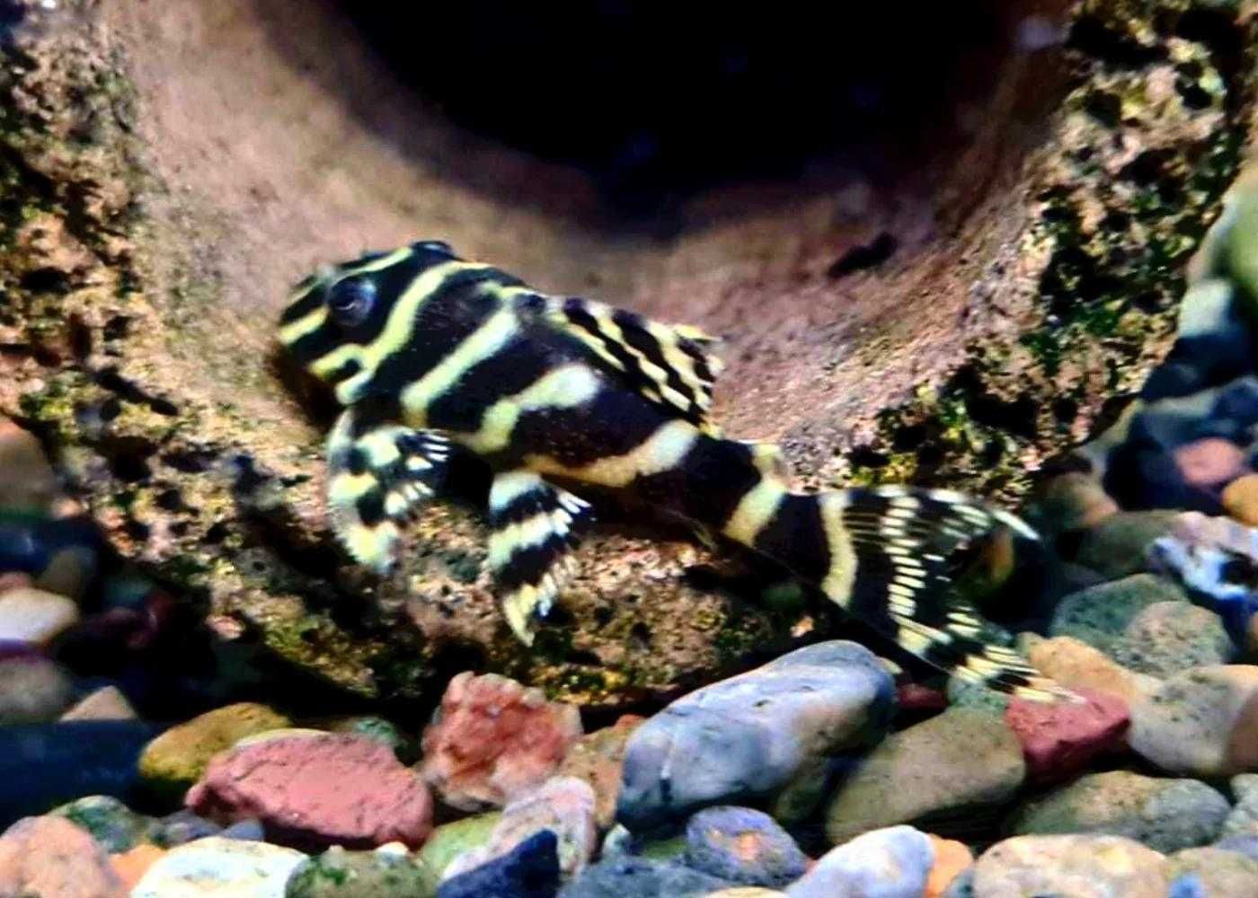 Hypancistrus varias linhas