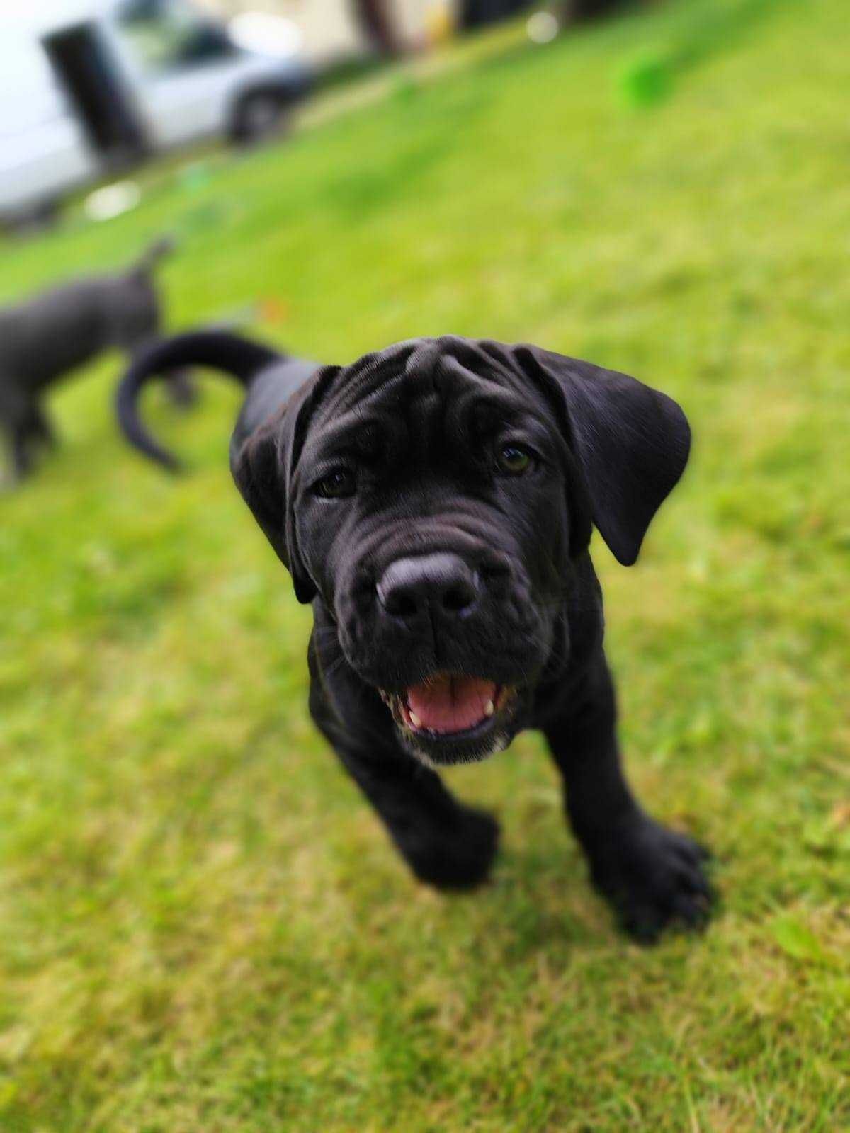 Suczka Cane Corso z elitarnego skojarzenia multichampionów
