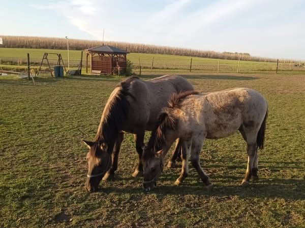 Konik polski klacz i źrebak