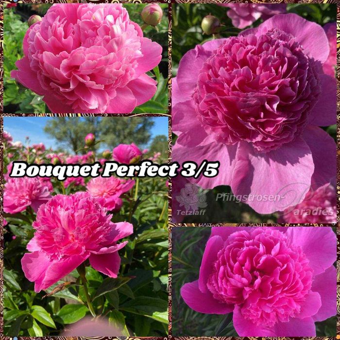 Півоній. Пионы, Ціна по закупці в Голландії