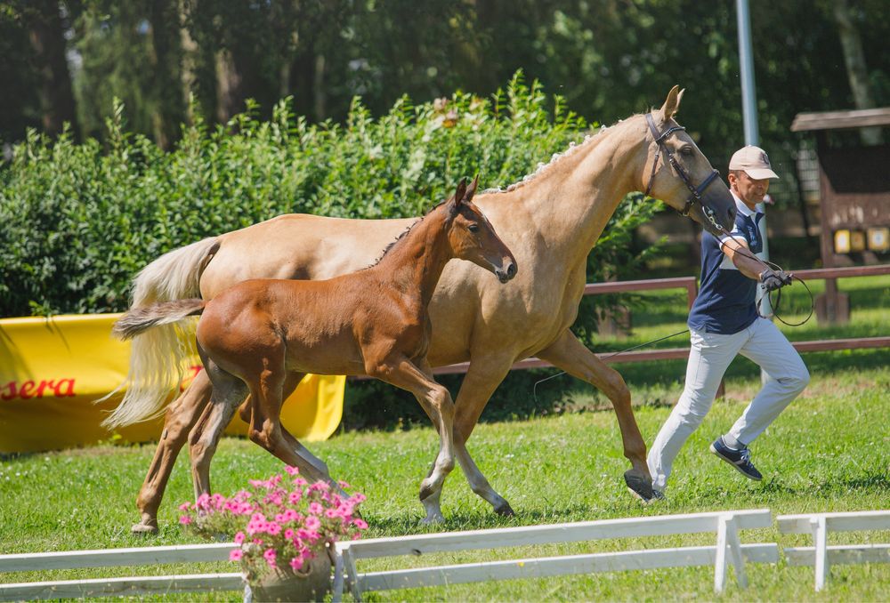 Na sprzedaż roczna klacz sp po ogierze Sandeman KWPN