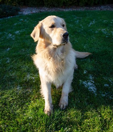 Pies Golden Retriever